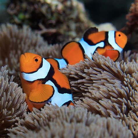 Clownfish farm together - homepagekasl