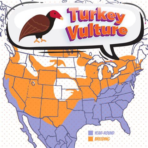 Unraveling The Aerial Odyssey: A Comprehensive Look At Turkey Vulture Migration - Map Arkansas ...