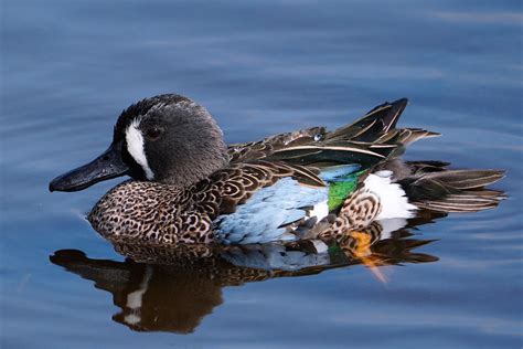 Male blue-winged teal | BirdForum