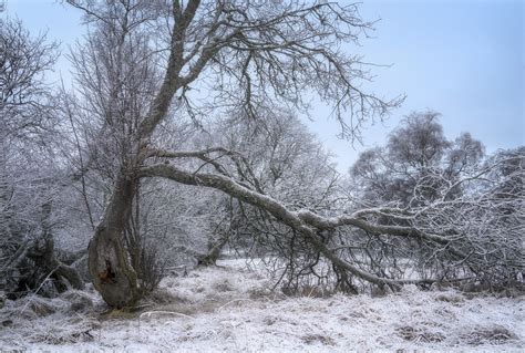 Winter Woodland | Spotted this shot while walking along the … | Flickr