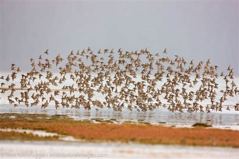 Shorebird Migration | Photos by Ron Niebrugge