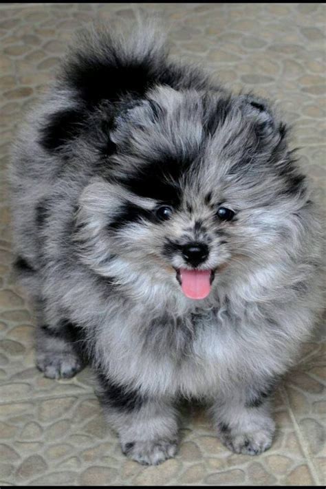 blue merle pomeranian