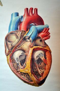 340 Cardiology Oldies ideas | vascular surgery, cardiology, vascular