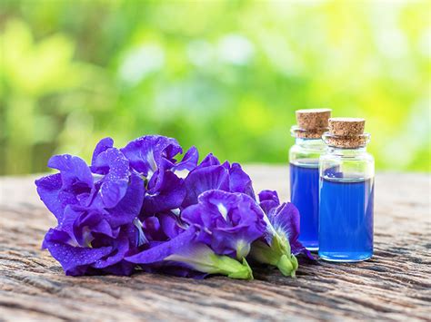 BINMEI Has Developed a New Natural Blue Pigment: Butterfly Pea Flower Extract - Knowledge ...