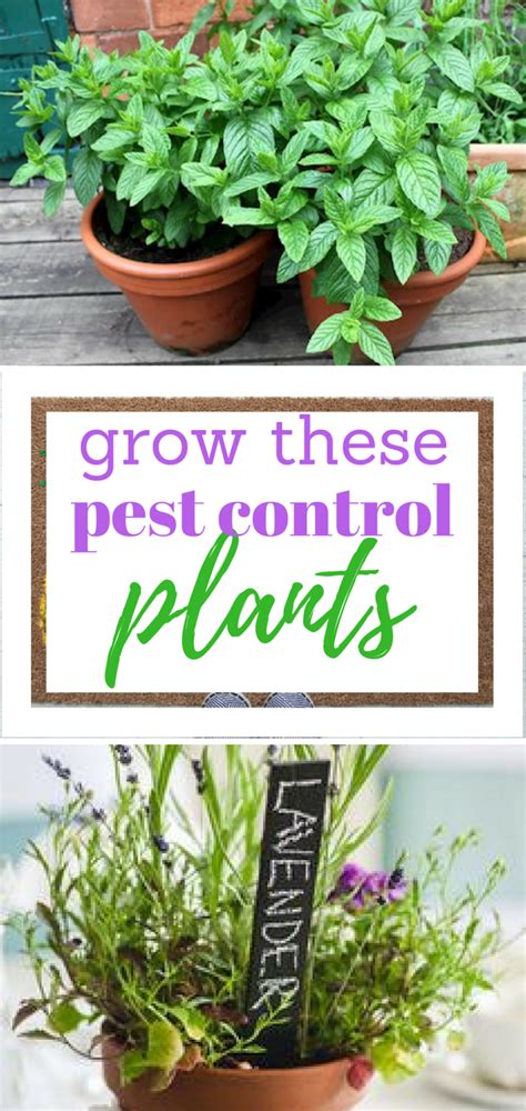 Gardening, Garden, Pest Control PLants, Garden Ideas, Flower Garden Ideas, Herb Garden Ideas ...