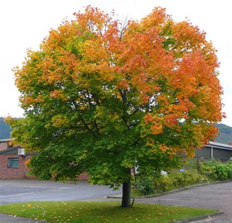 Types of Maple Trees - Best Trees To Plant