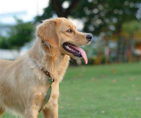 Need to Know: Adopting a Deaf Dog | RSPCA NSW - RSPCA NSW