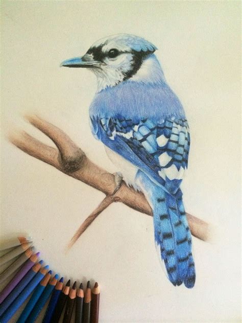 Blue jay color pencil drawing Color Pencil Drawing, Pencil Drawings, Creature Drawings, Blue Jay ...