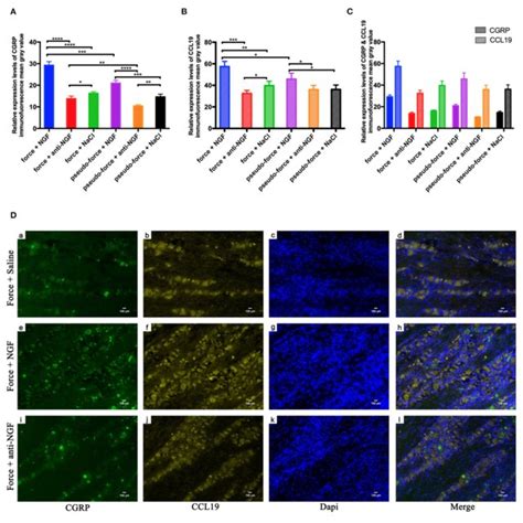 | (A) Calcitonin gene-related peptide (CGRP) protein expression levels... | Download Scientific ...