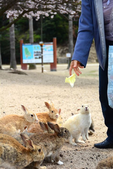 These Japanese Islands May Be the Cutest and Cuddliest in the World