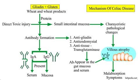 Gliadin Antibodies IgA, IgG (Endomysial Antibodies) Celiac disease and ...