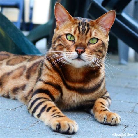 25 Gorgeous Bengal Cat Breed Pictures That Took The Internet By Storm ...