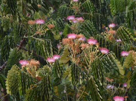 Samanea saman | Fabaceae (pea, or legume family) » Samanea s… | Flickr