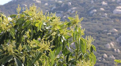 California Avocado Trees, Avocado Flowers in Bloom - California Avocados