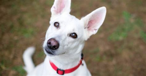 Choosing the Perfect Dog Collar: A Guide to Finding the Best Fit