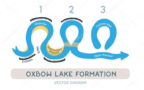 Pictures: oxbow lake | Oxbow lake formation, vector diagram — Stock Vector © wasja #109086396