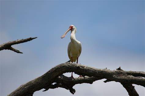 100+ Free Spoonbill & Nature Images - Pixabay