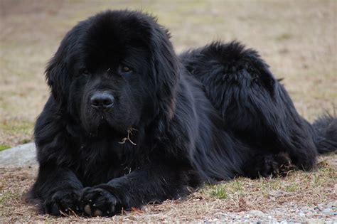 Newfoundland Dog by TheHaloEffect.deviantart.com on @deviantART Dog ...