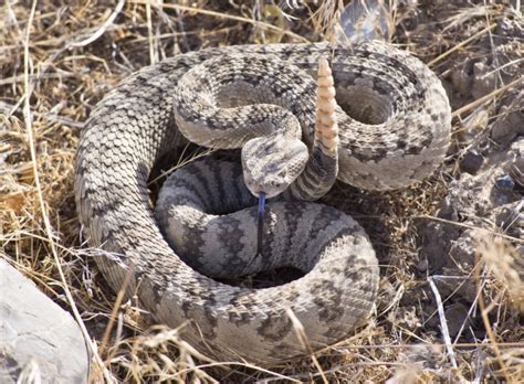 Rattlesnake Free Stock Photo - Public Domain Pictures