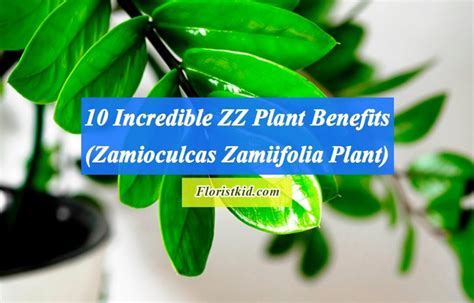 10 Incredible ZZ Plant Benefits (Zamioculcas Zamiifolia Plant)