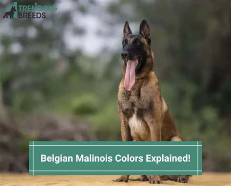 Belgian Malinois Colors Explained! (2024)