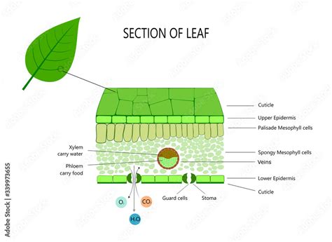 Cross Section Of Leaf Xylem And Phloem