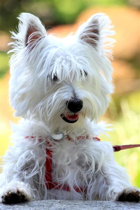 14 Small White Dog Breeds - Fluffy Little White Dogs