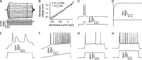 Single CCP electrophysiology. Recorded neurons are held at a membrane ...