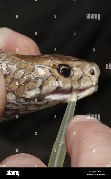 Snake venom milking hi-res stock photography and images - Alamy