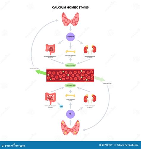 Calcium Homeostasis Diagram Stock Vector - Illustration of gland, thyroid: 237409611