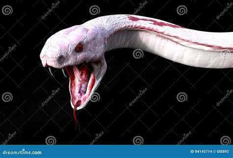 3d Albino King Cobra Snake Isolated on Black Background Stock ...