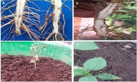 Symptoms of fusarium wilt caused by Fusarium oxysporum f.sp.capsici... | Download Scientific Diagram