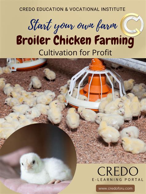 BROILER CHICKEN FARMING