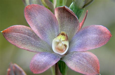 AUSTRALIAN ENDANGERED PLANTS: METALLIC SUN ORCHARD | Bondi Wash