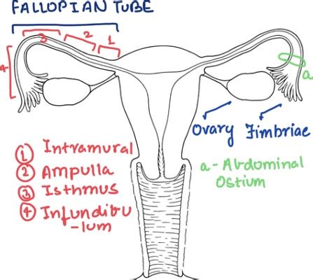 The part of the fallopian tube is connected to the fimbriae: a) Isthmus. b) infundibulum. c ...