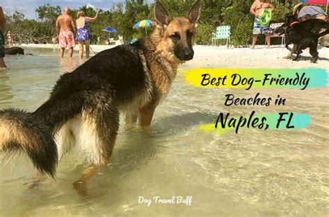 9 Amazing Dog-Friendly Vacations in Texas & Pet Travel Tips