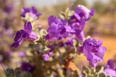 How to Care for a Texas Sage Bush | Texas sage, Sage bush, Drought ...