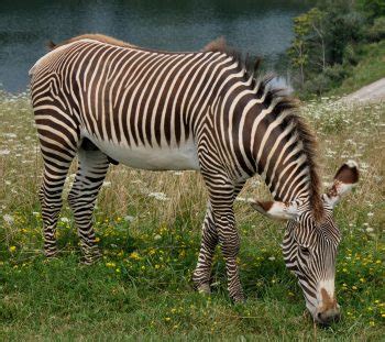 Grevy’s Zebra Facts for Kids • Kids Animals Facts