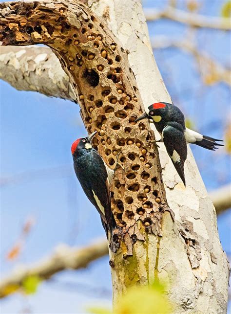 Meet the Acorn Woodpecker: The Ultimate Stockpiler - Birds and Blooms