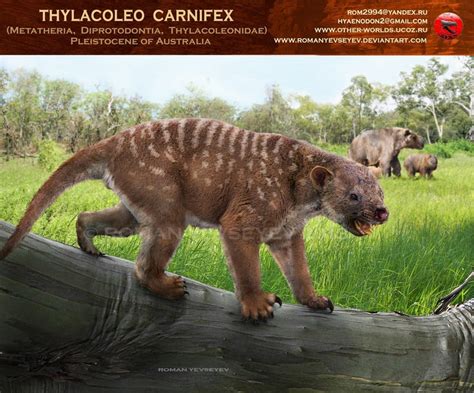 Thylacoleo carnifex vs. Quinkana spp. | The World of Animals