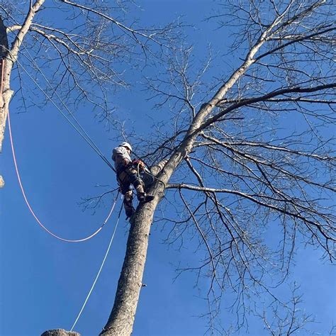 Appalachian Tree Care LLC. | Winchester KY