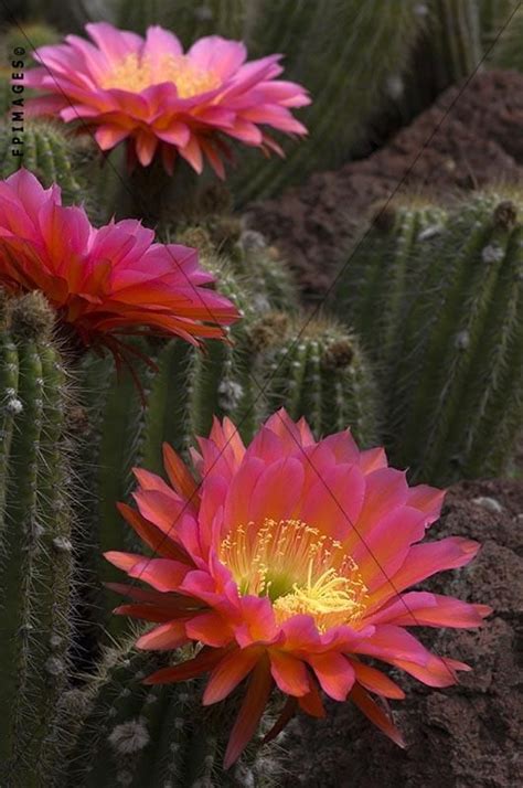 Flower pictures of succulent desert plants at botanical gardens | Pictures of succulents, Flower ...