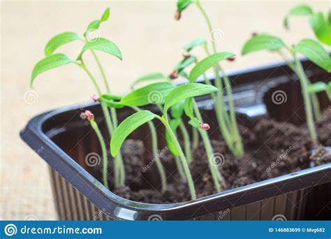 Young Seedlings of Tomatoes Germinated from Seeds. Low Sprouts of Tomatoes Stock Image - Image ...