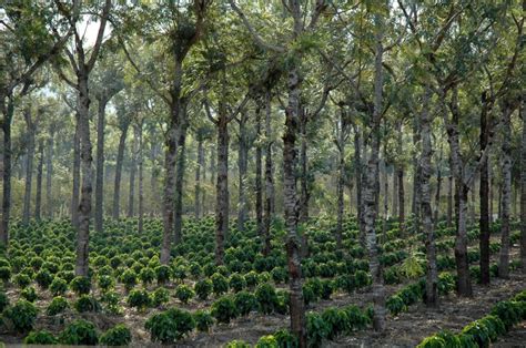 Shade grown coffee trees, Guatemala. | Agrofloresta, Hortas, Café