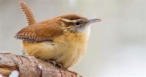 Carolina Wren Identification, All About Birds, Cornell Lab of Ornithology