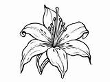 Tiger Lily Flower Coloring Page  Coloring sketch template