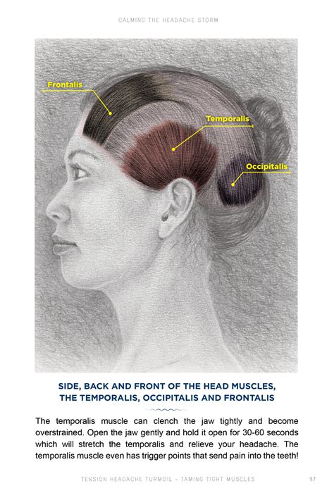 Miserable Muscle Number Three - The Temporalis Muscle. This One's the ...