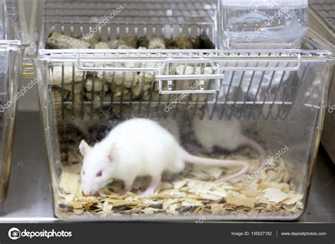 Laboratory rats in the cage Stock Photo by ©melekkalyoncu 135027182