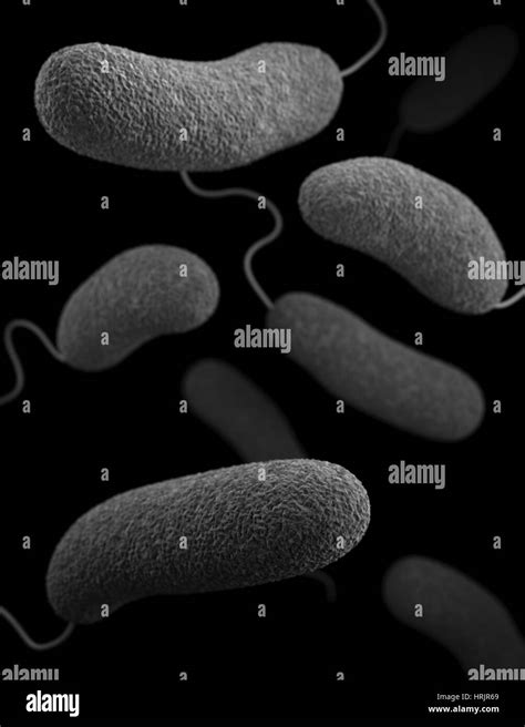 Vibrio parahaemolyticus Bacteria, 3D Model Stock Photo - Alamy