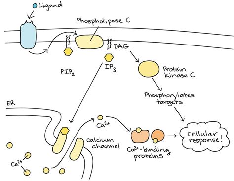 Receptor-Ligand Interactions | lol-IoT by HHK